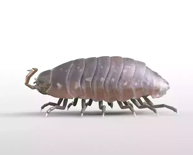Pill bug insect