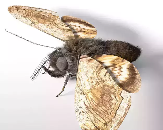 Moth insect