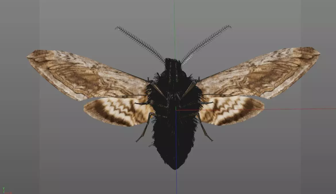 Moth insect Low-poly 3D model_12