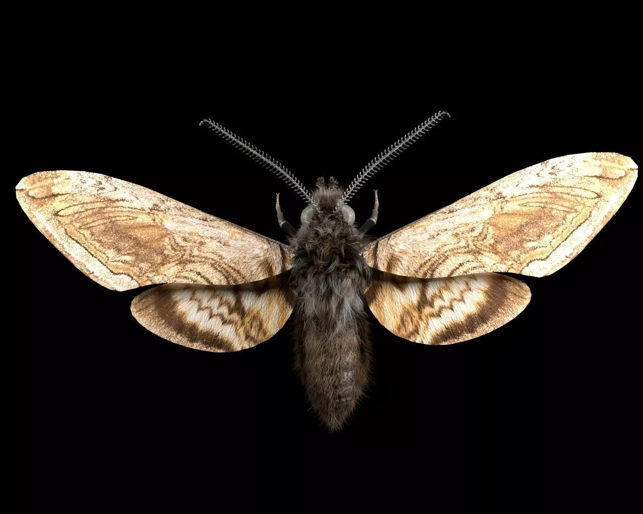 Moth insect Low-poly 3D model_7