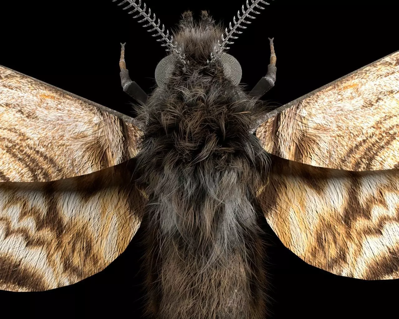 Moth insect Low-poly 3D model_6