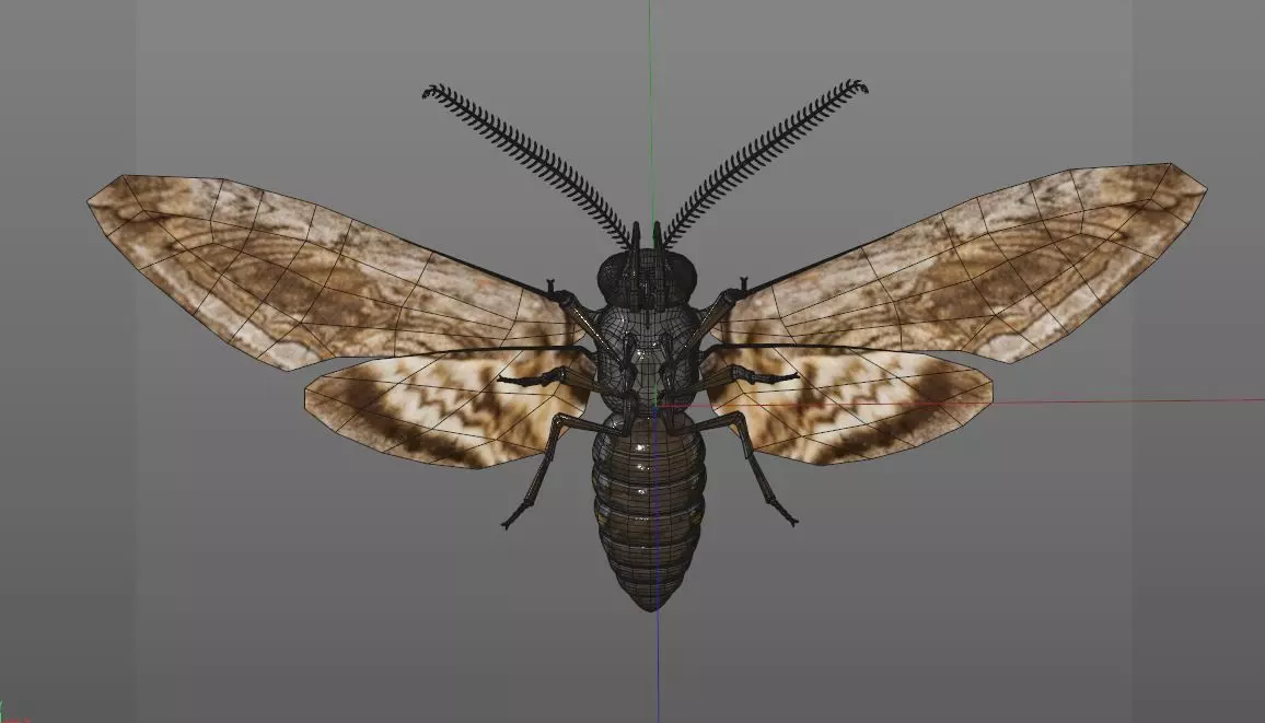 Moth insect Low-poly 3D model_13