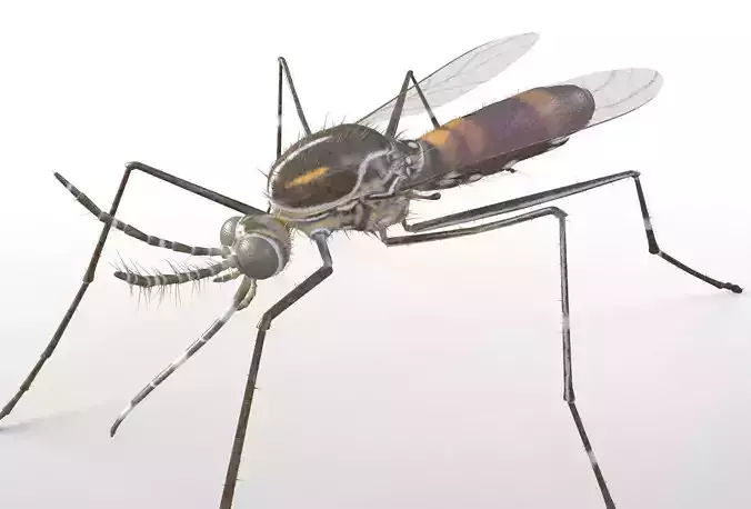 Mosquito insect