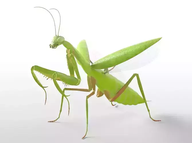 Mantis insect