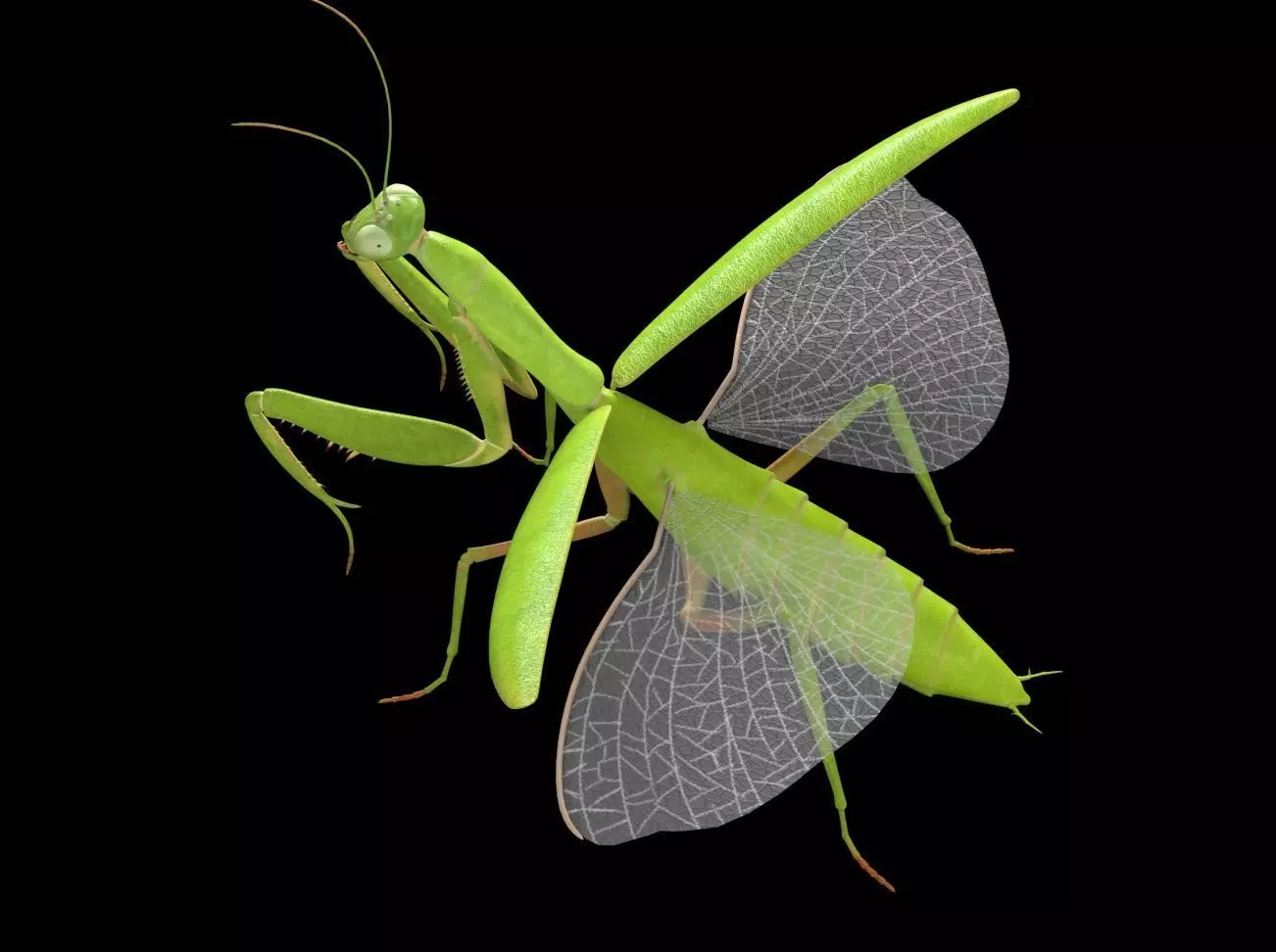 Mantis insect Low-poly 3D model_5