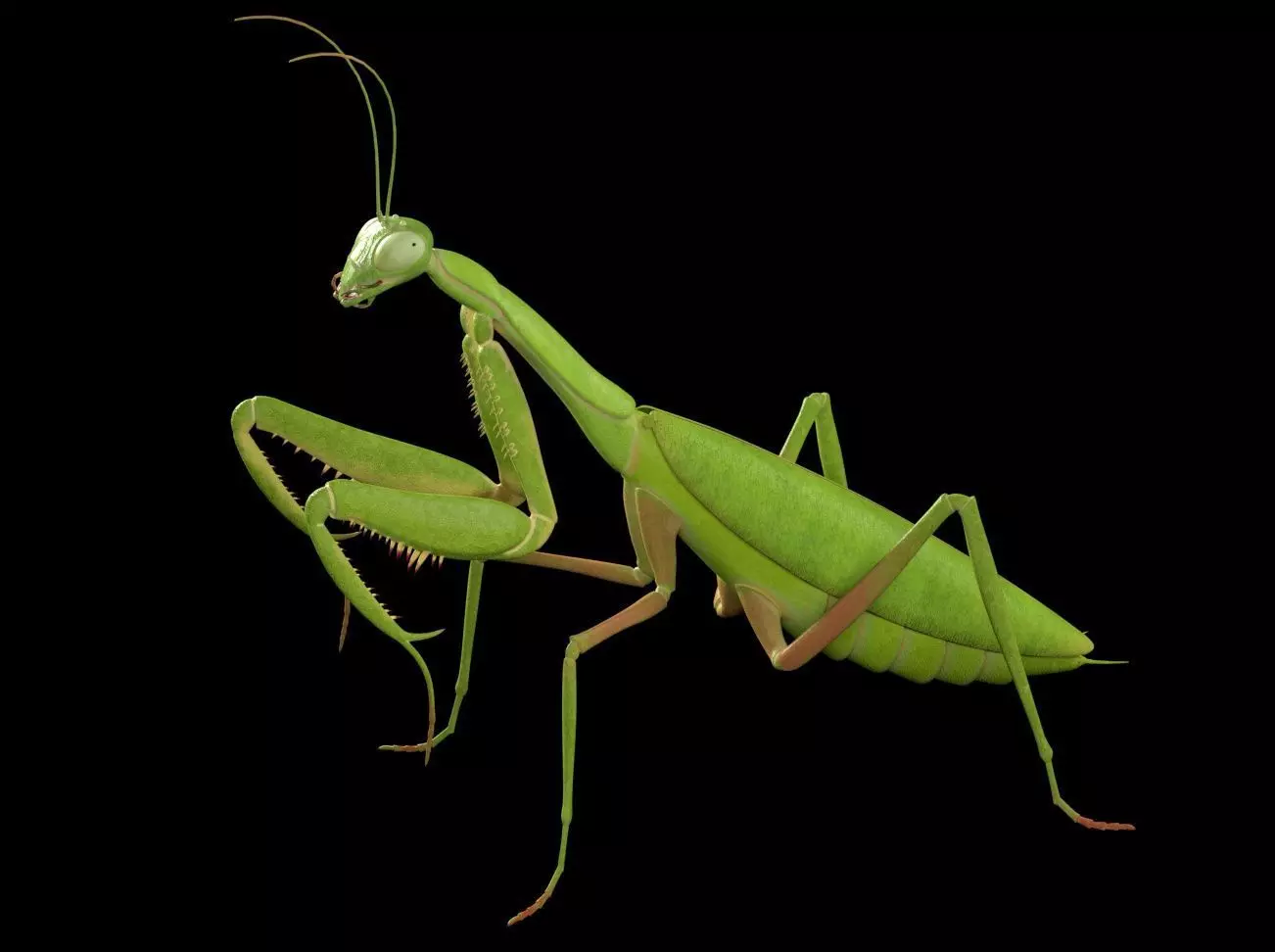 Mantis insect Low-poly 3D model_8