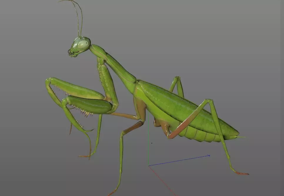 Mantis insect Low-poly 3D model_10