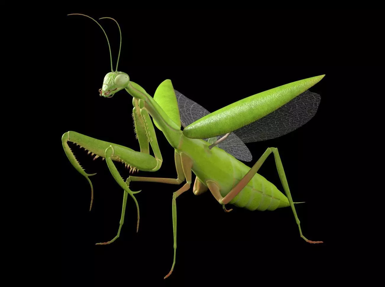 Mantis insect Low-poly 3D model_1