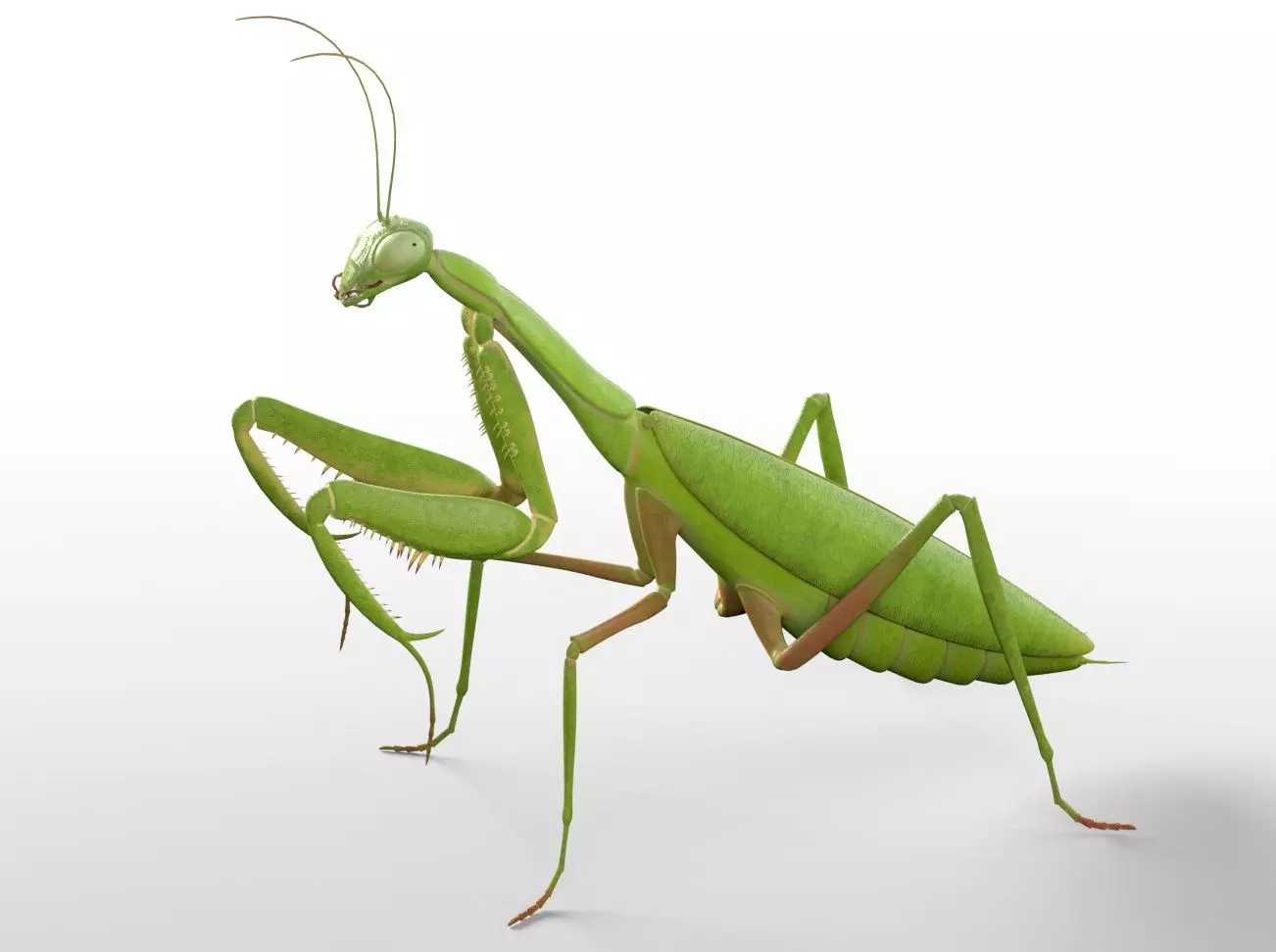 Mantis insect Low-poly 3D model_9