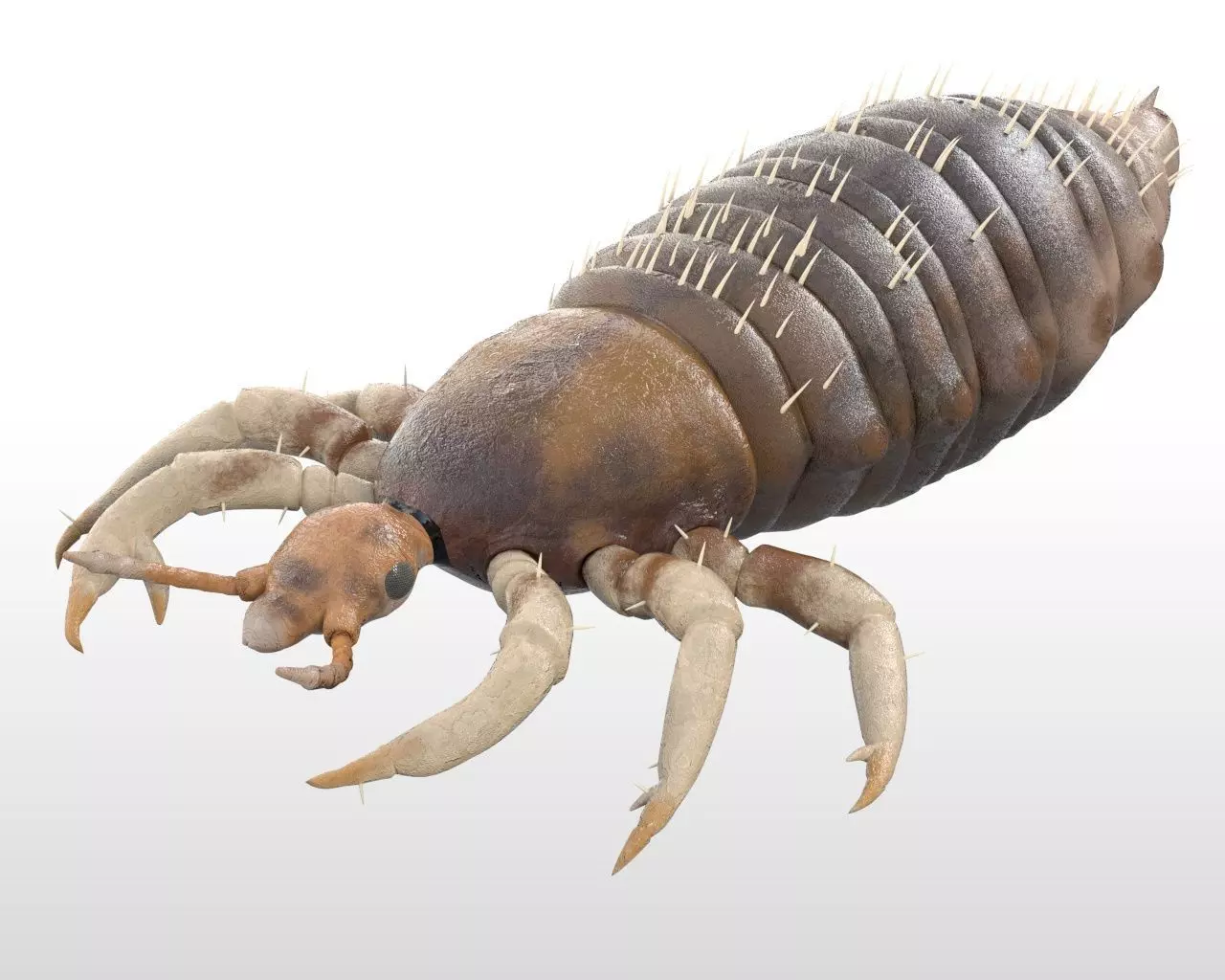 Louse insect Low-poly 3D model_1