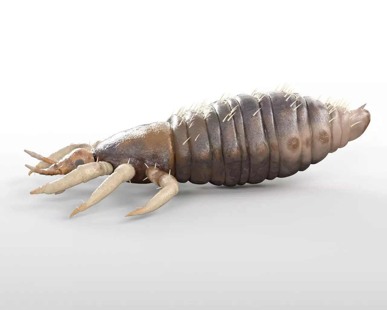 Louse insect Low-poly 3D model_4