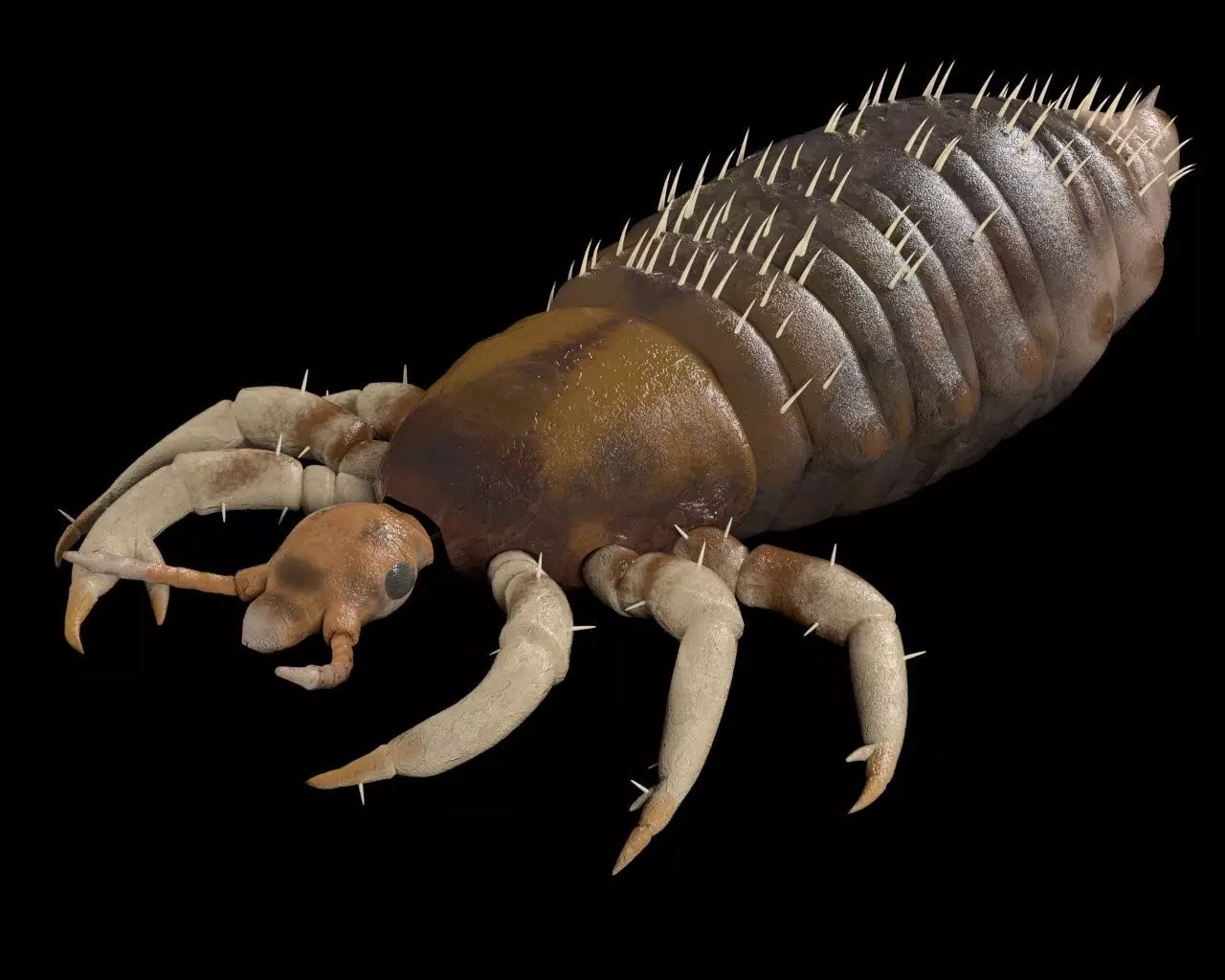 Louse insect Low-poly 3D model_2