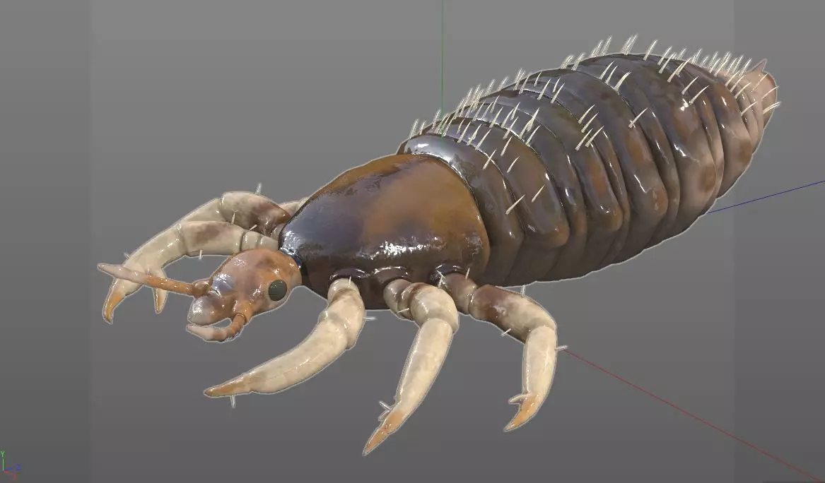 Louse insect Low-poly 3D model_7