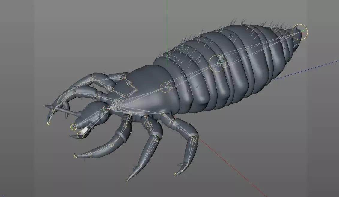 Louse insect Low-poly 3D model_8