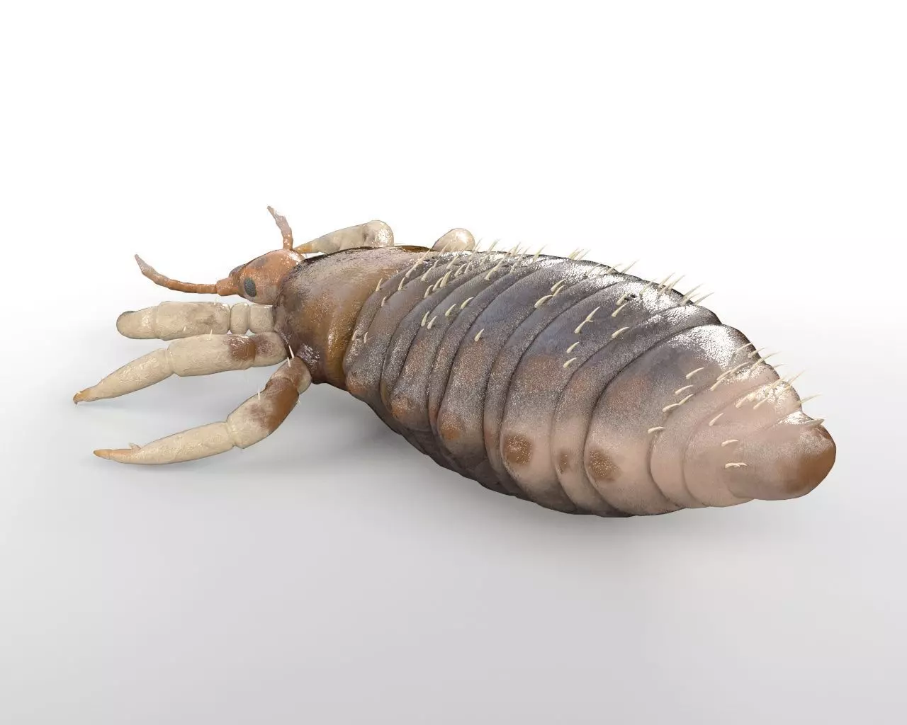 Louse insect Low-poly 3D model_5