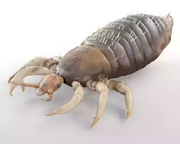 Louse insect