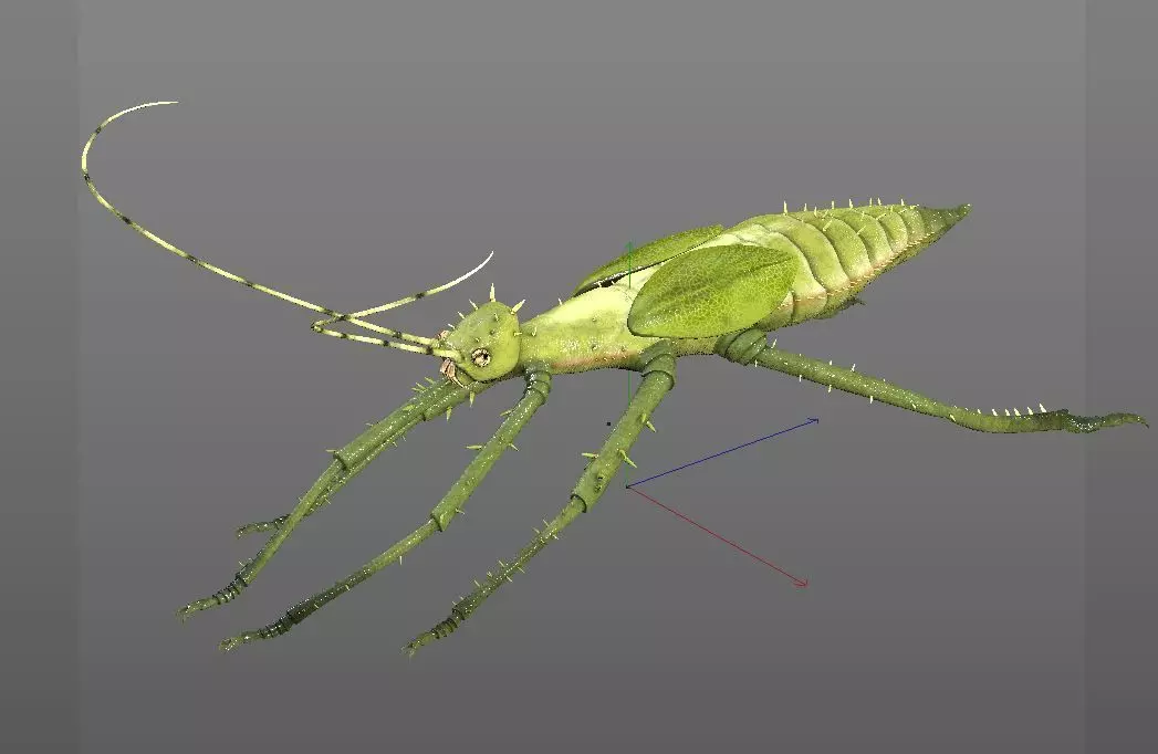 Jungle Nymph insect Low-poly 3D model_9
