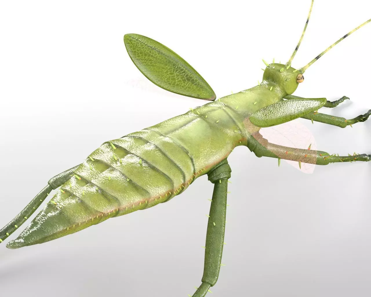 Jungle Nymph insect Low-poly 3D model_3