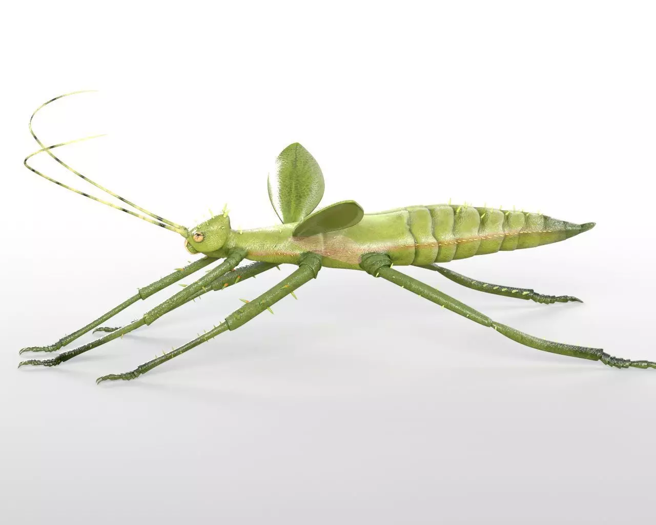 Jungle Nymph insect Low-poly 3D model_1