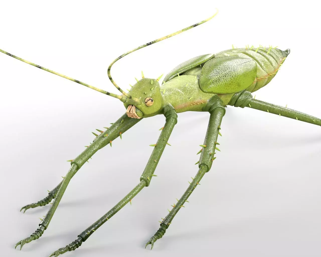 Jungle Nymph insect Low-poly 3D model_7