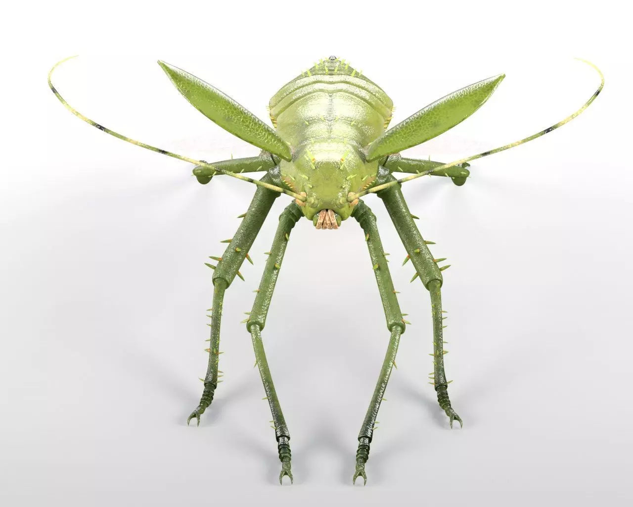 Jungle Nymph insect Low-poly 3D model_5
