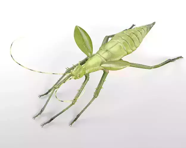 Jungle Nymph insect Low-poly 3D model