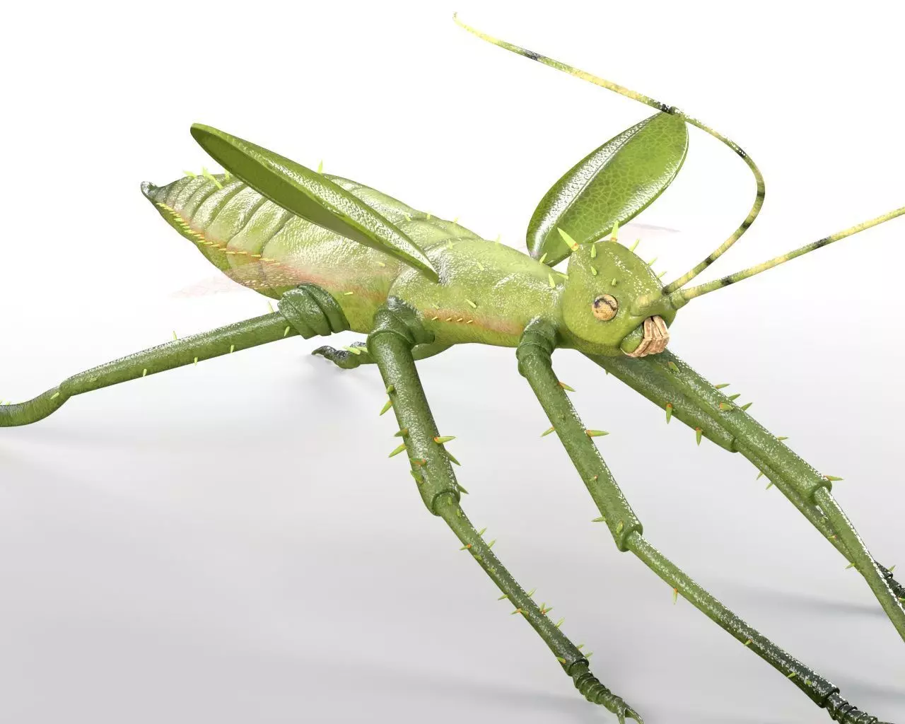 Jungle Nymph insect Low-poly 3D model_4