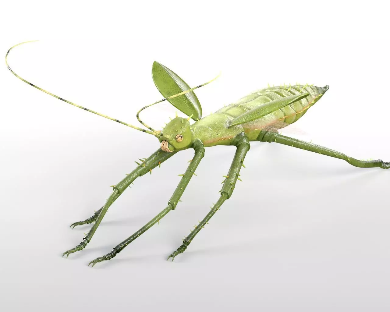 Jungle Nymph insect Low-poly 3D model_6