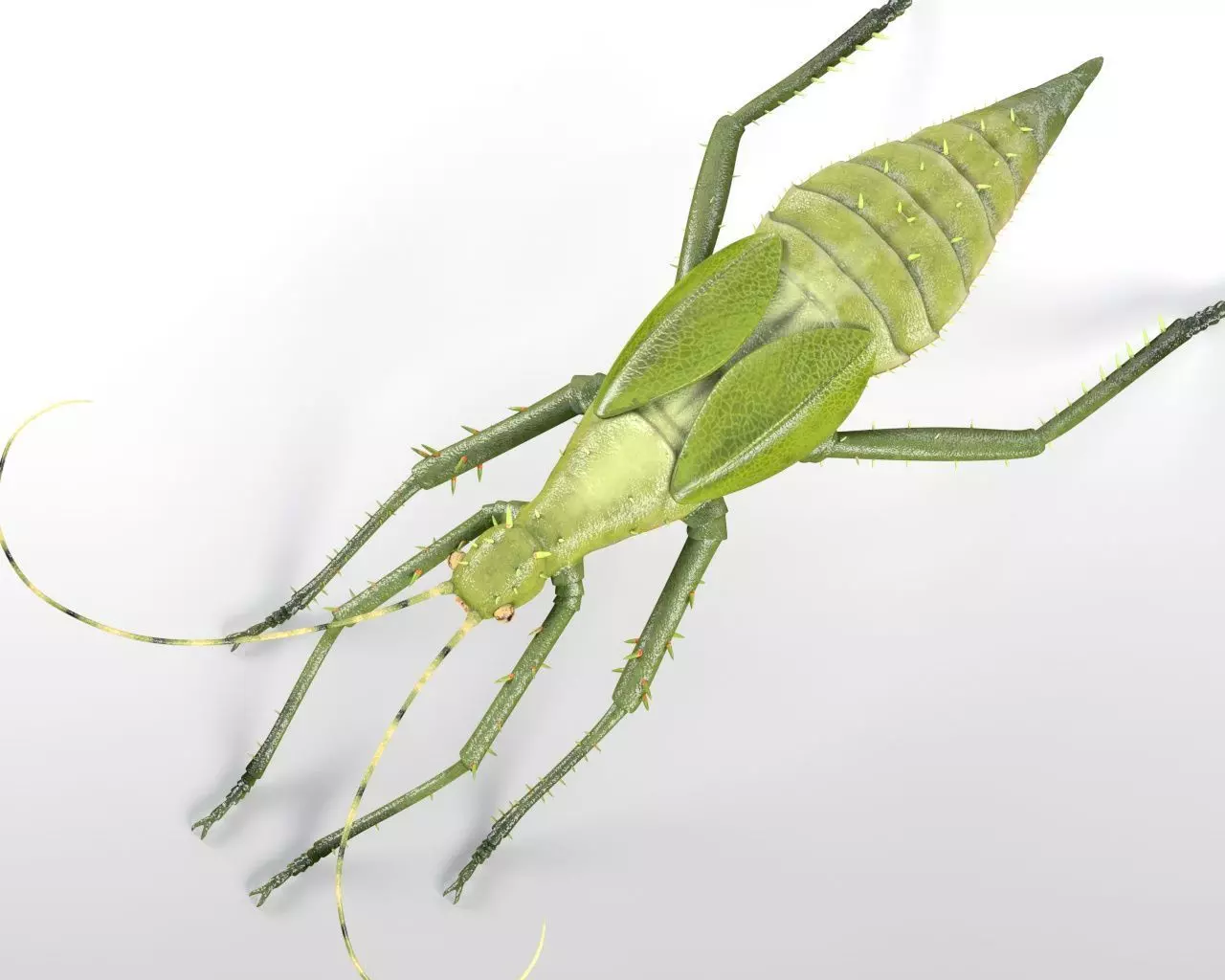 Jungle Nymph insect Low-poly 3D model_8