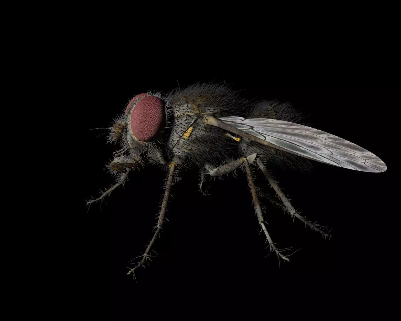 Housefly insect Low-poly 3D model_14