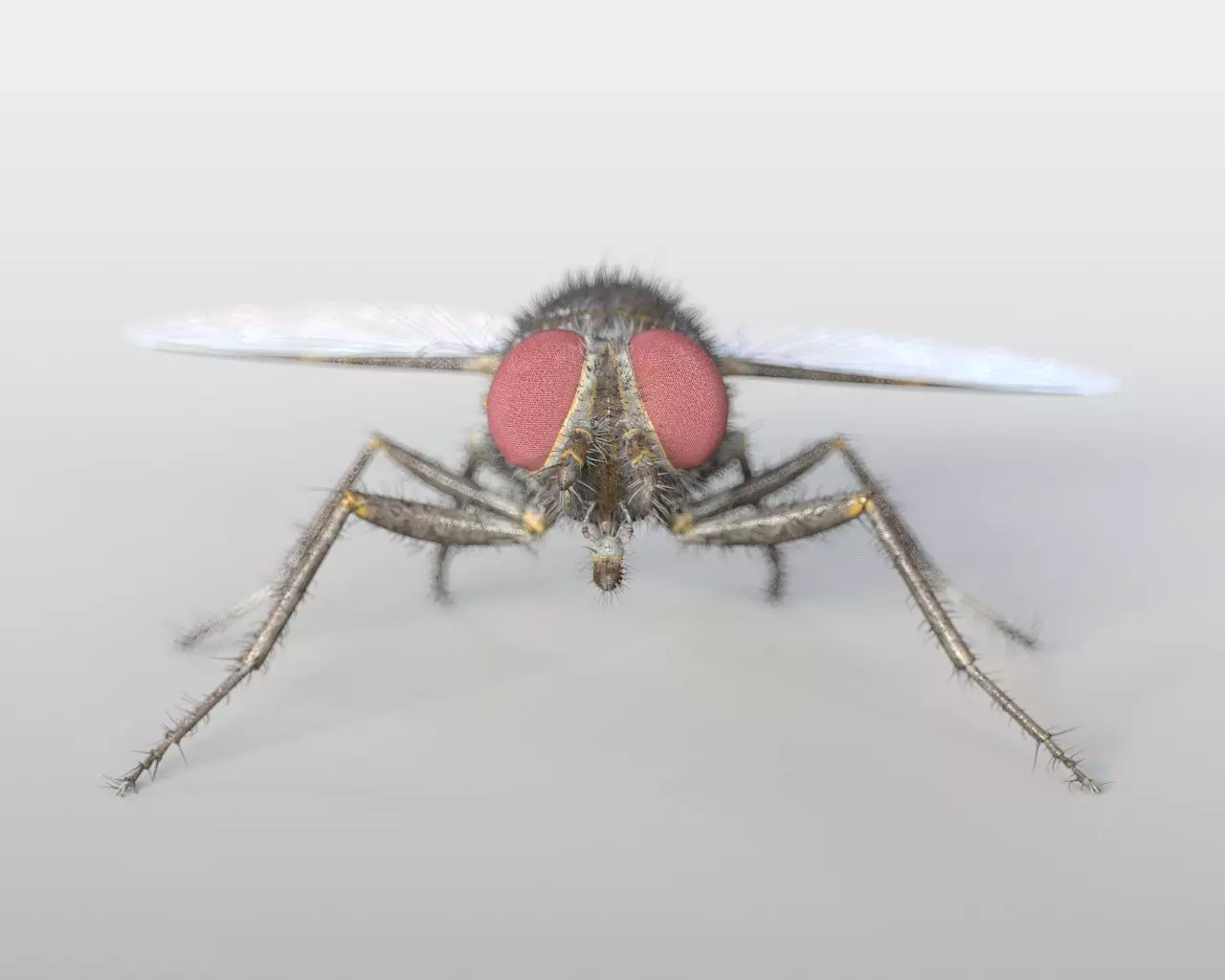 Housefly insect Low-poly 3D model_12