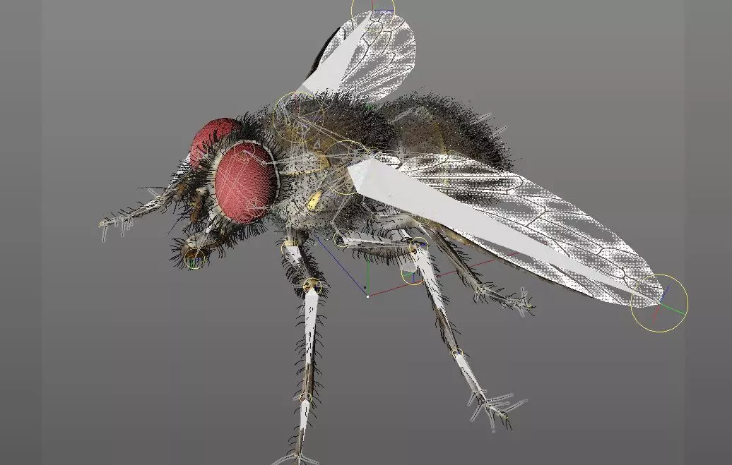 Housefly insect Low-poly 3D model_6