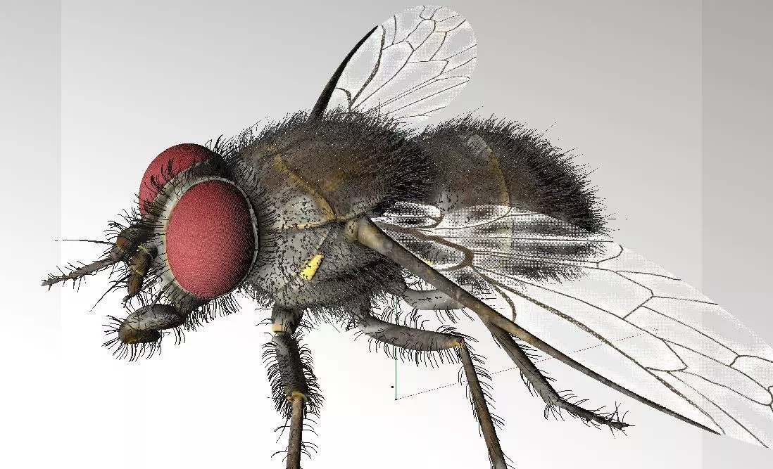 Housefly insect Low-poly 3D model_1