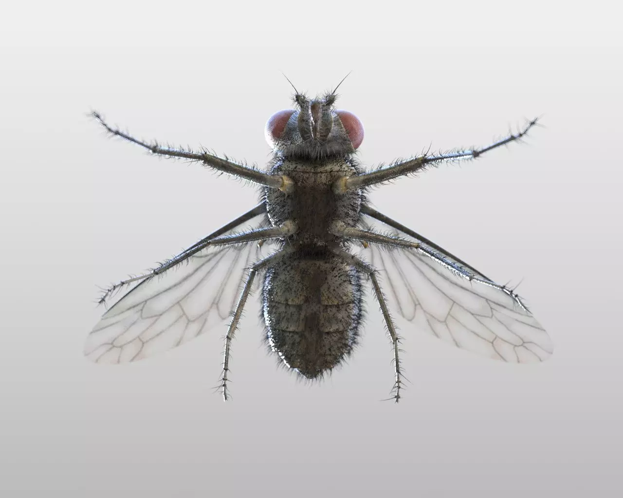 Housefly insect Low-poly 3D model_13