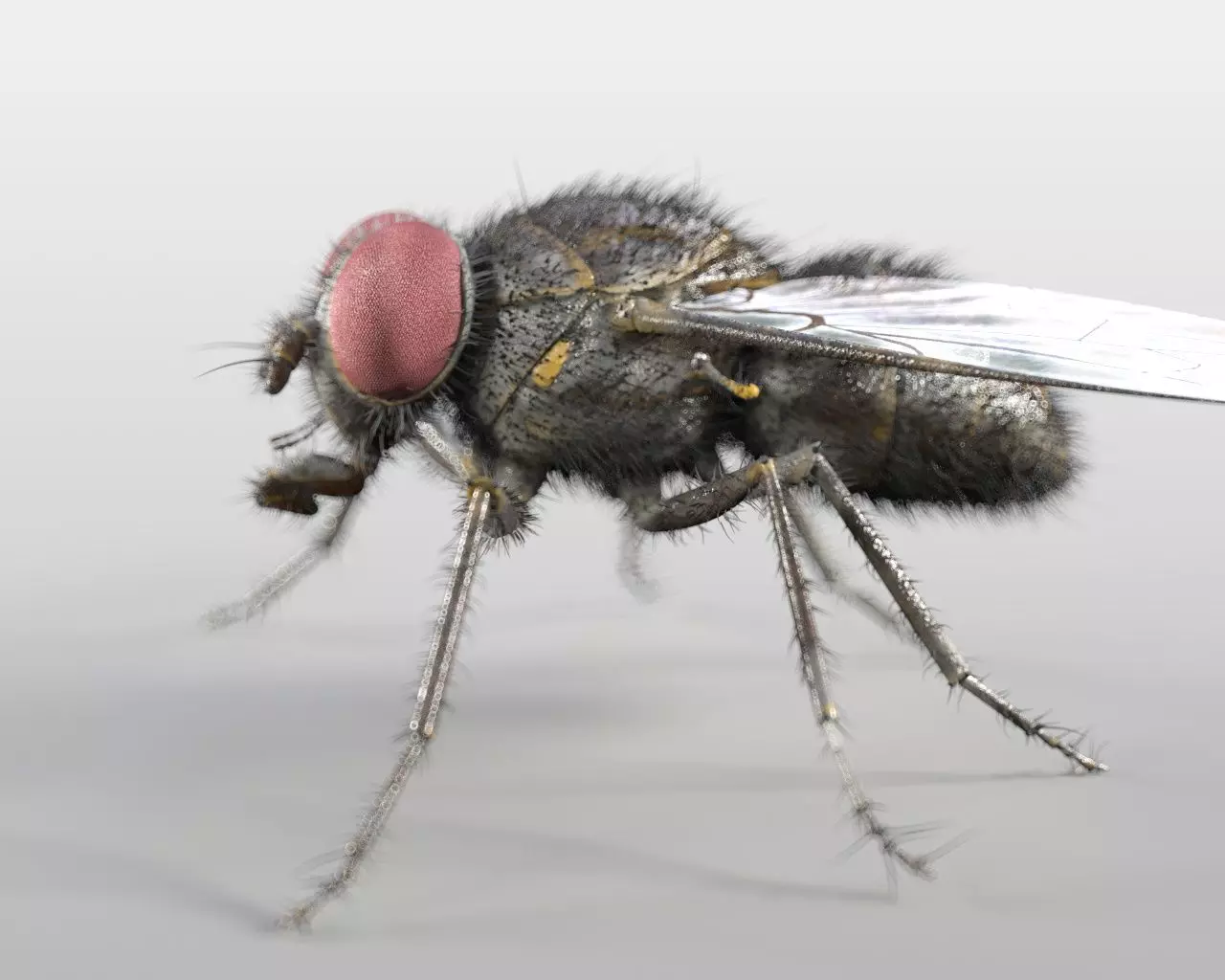 Housefly insect Low-poly 3D model_7