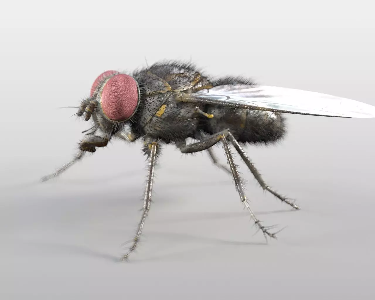 Housefly insect Low-poly 3D model_0