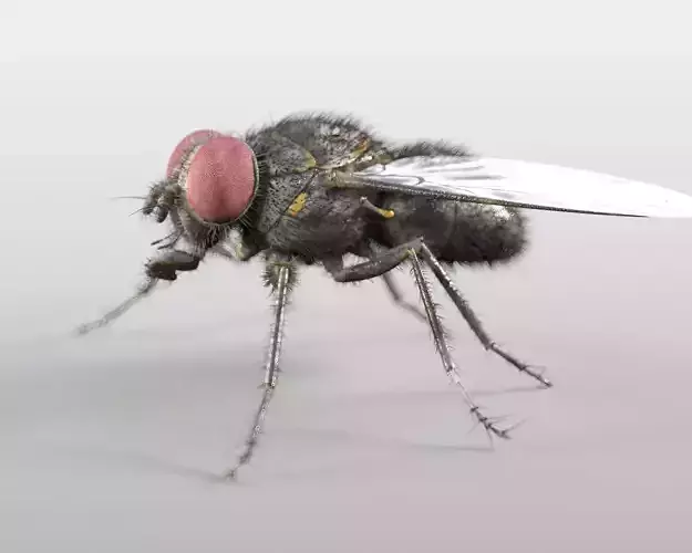 Housefly insect Low-poly 3D model