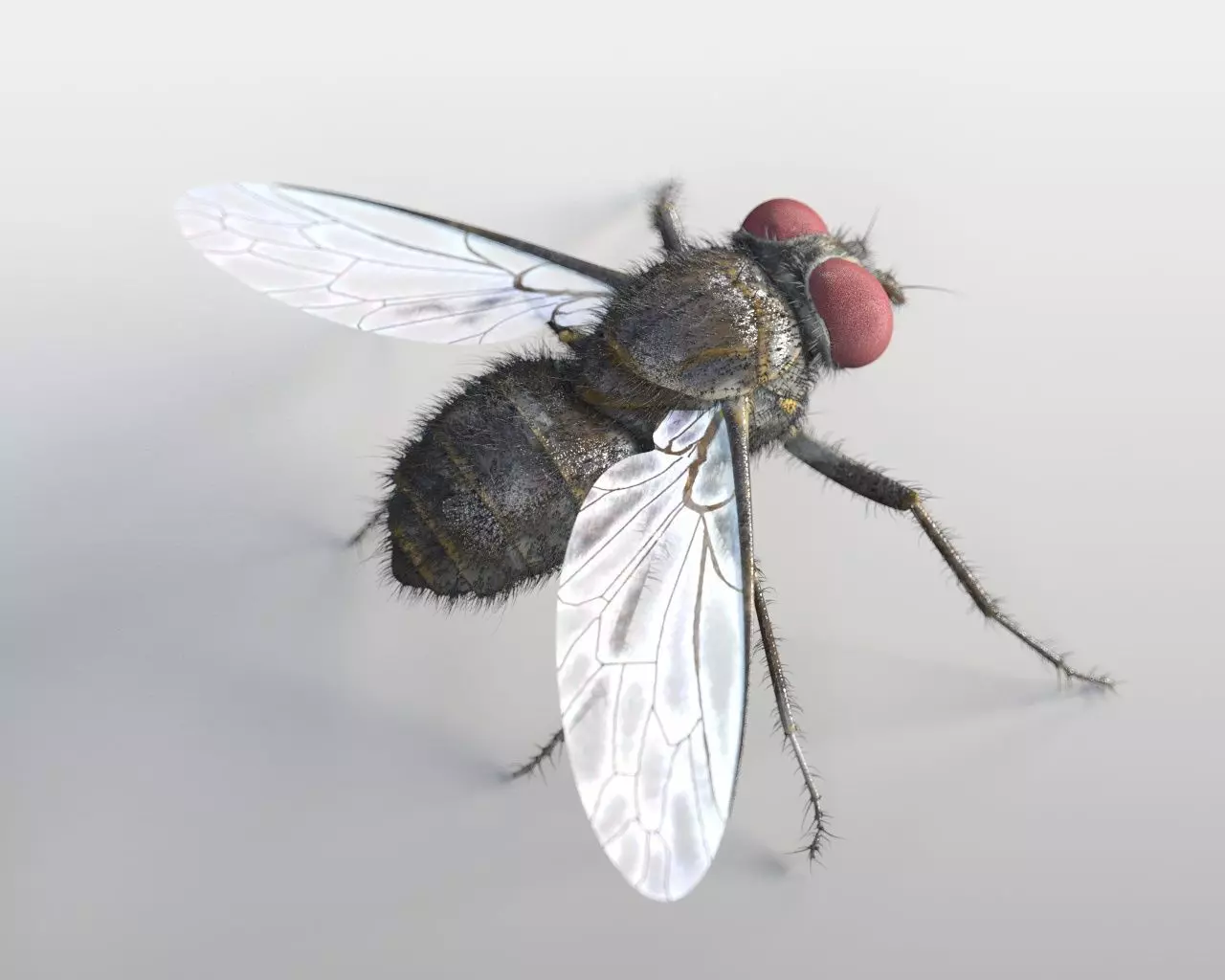 Housefly insect Low-poly 3D model_9