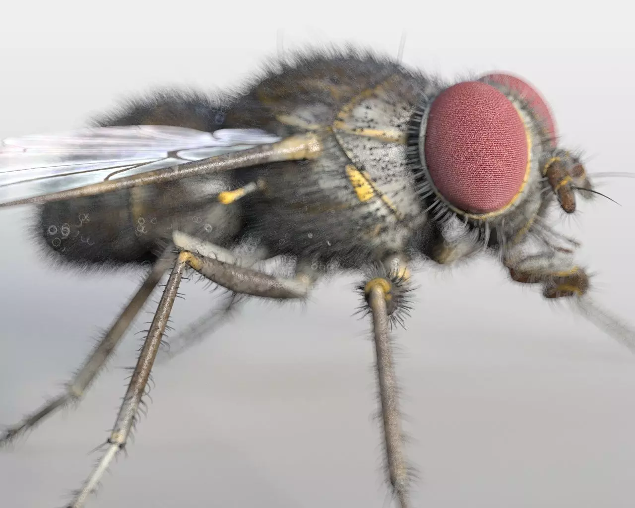 Housefly insect Low-poly 3D model_11
