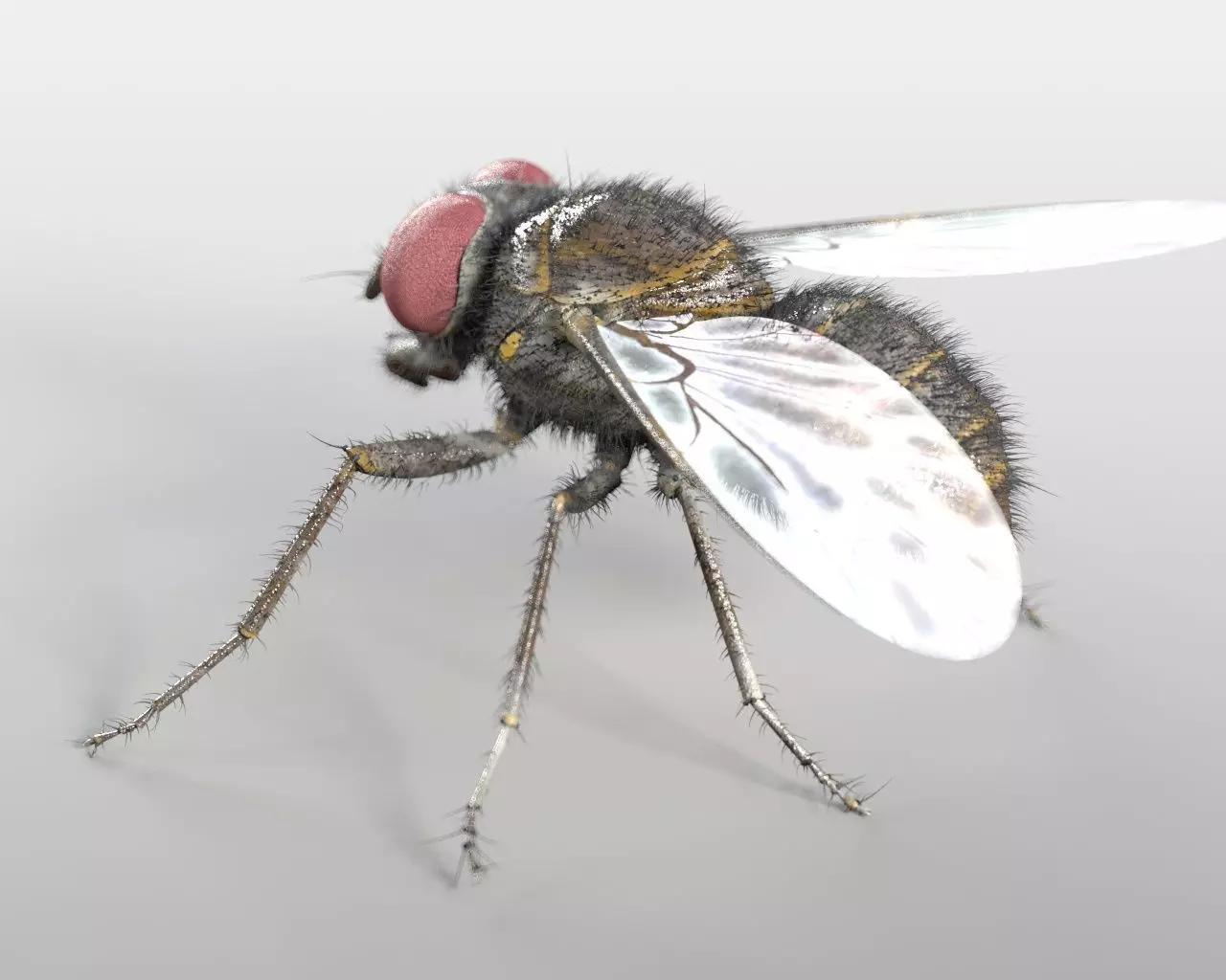 Housefly insect Low-poly 3D model_8