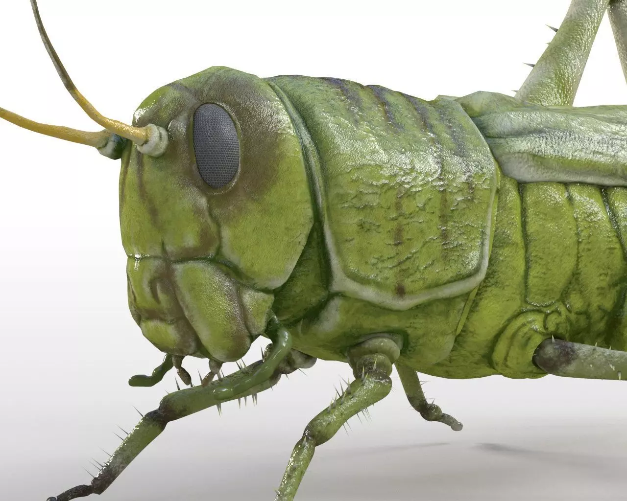 Grasshopper insect Low-poly 3D model_7