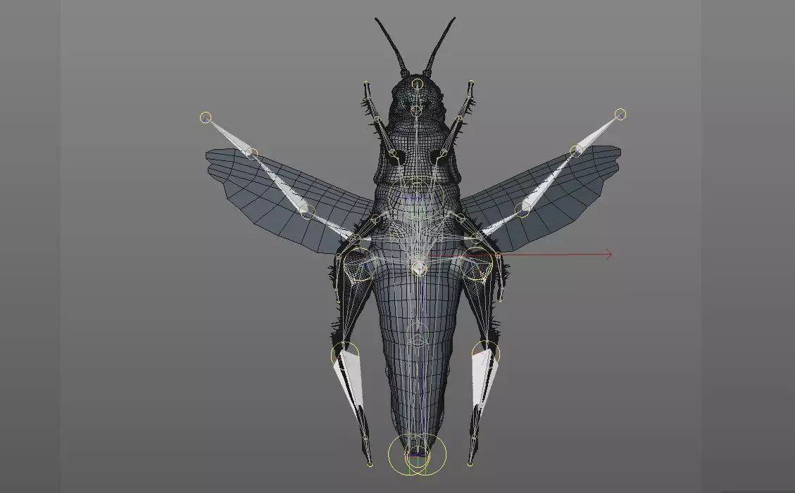 Grasshopper insect Low-poly 3D model_11