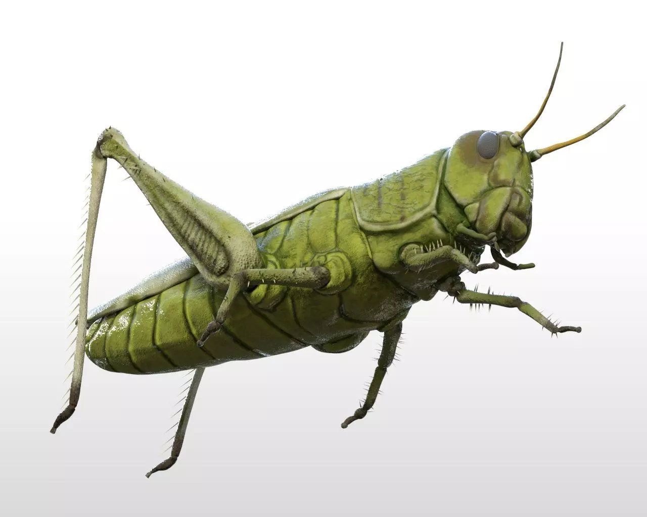 Grasshopper insect Low-poly 3D model_4