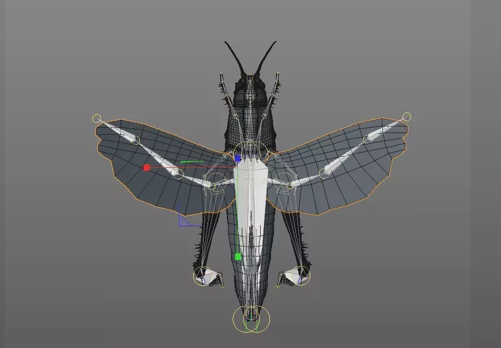 Grasshopper insect Low-poly 3D model_12