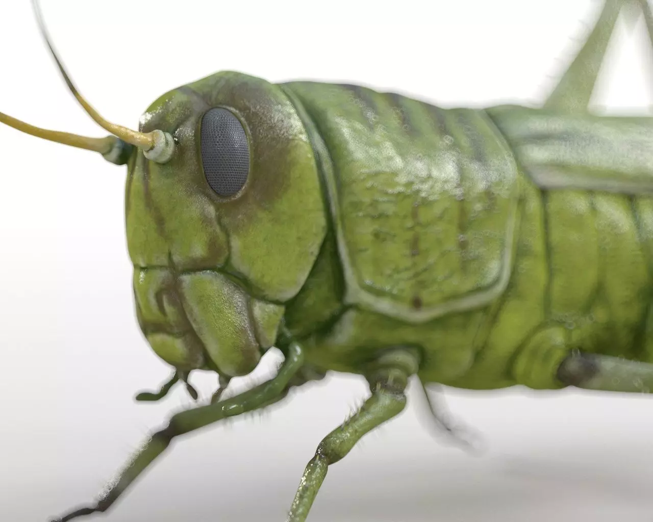 Grasshopper insect Low-poly 3D model_8