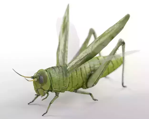 Grasshopper insect