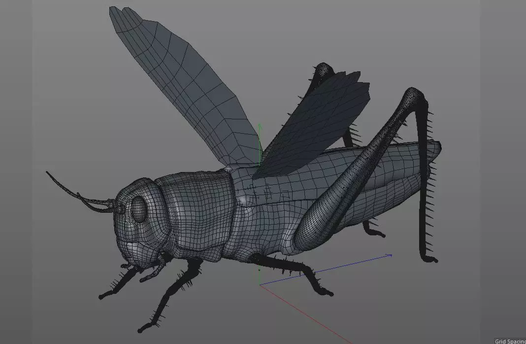 Grasshopper insect Low-poly 3D model_9