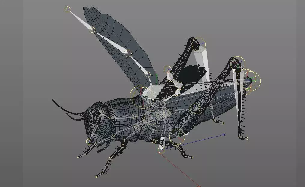 Grasshopper insect Low-poly 3D model_10
