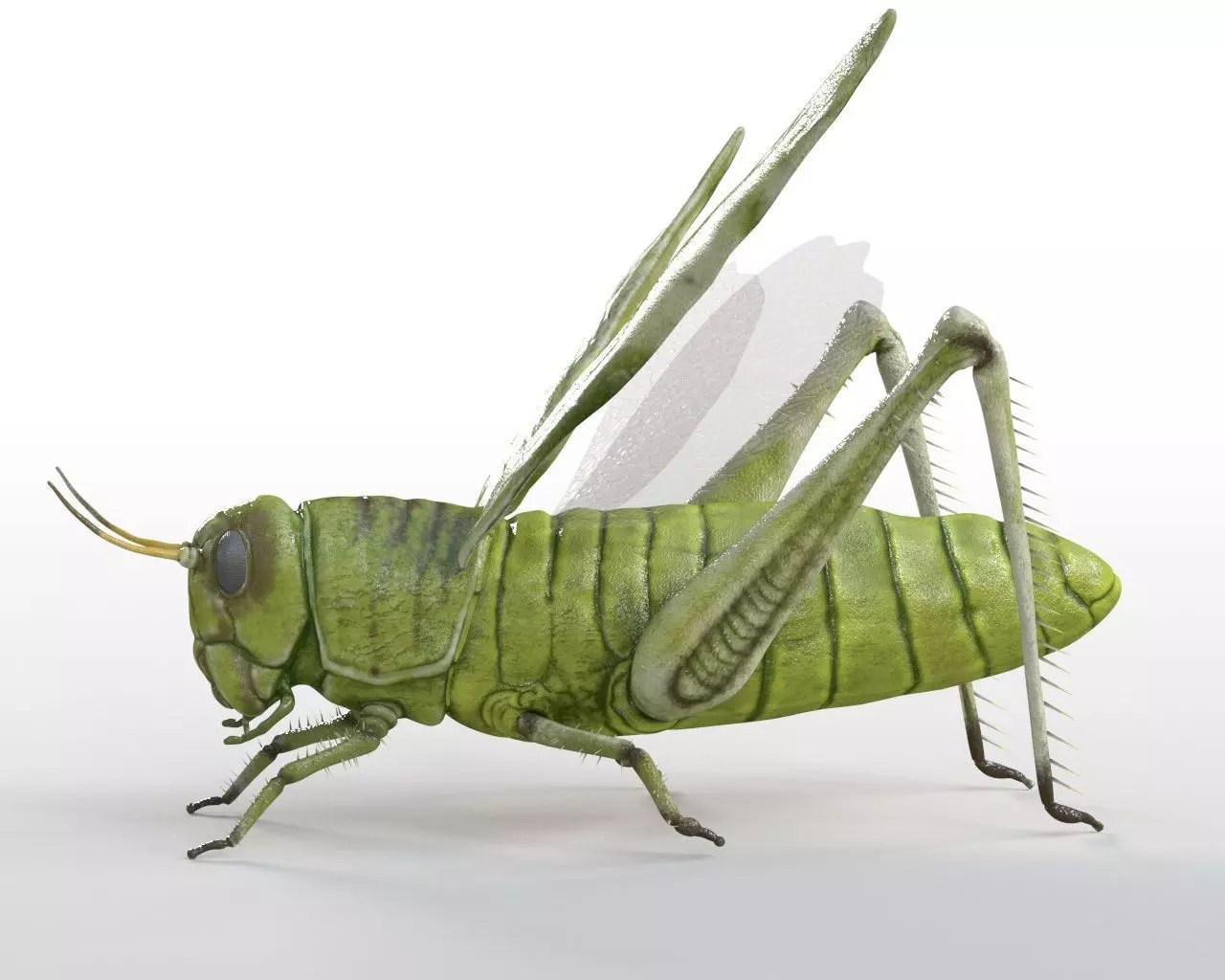 Grasshopper insect Low-poly 3D model_1