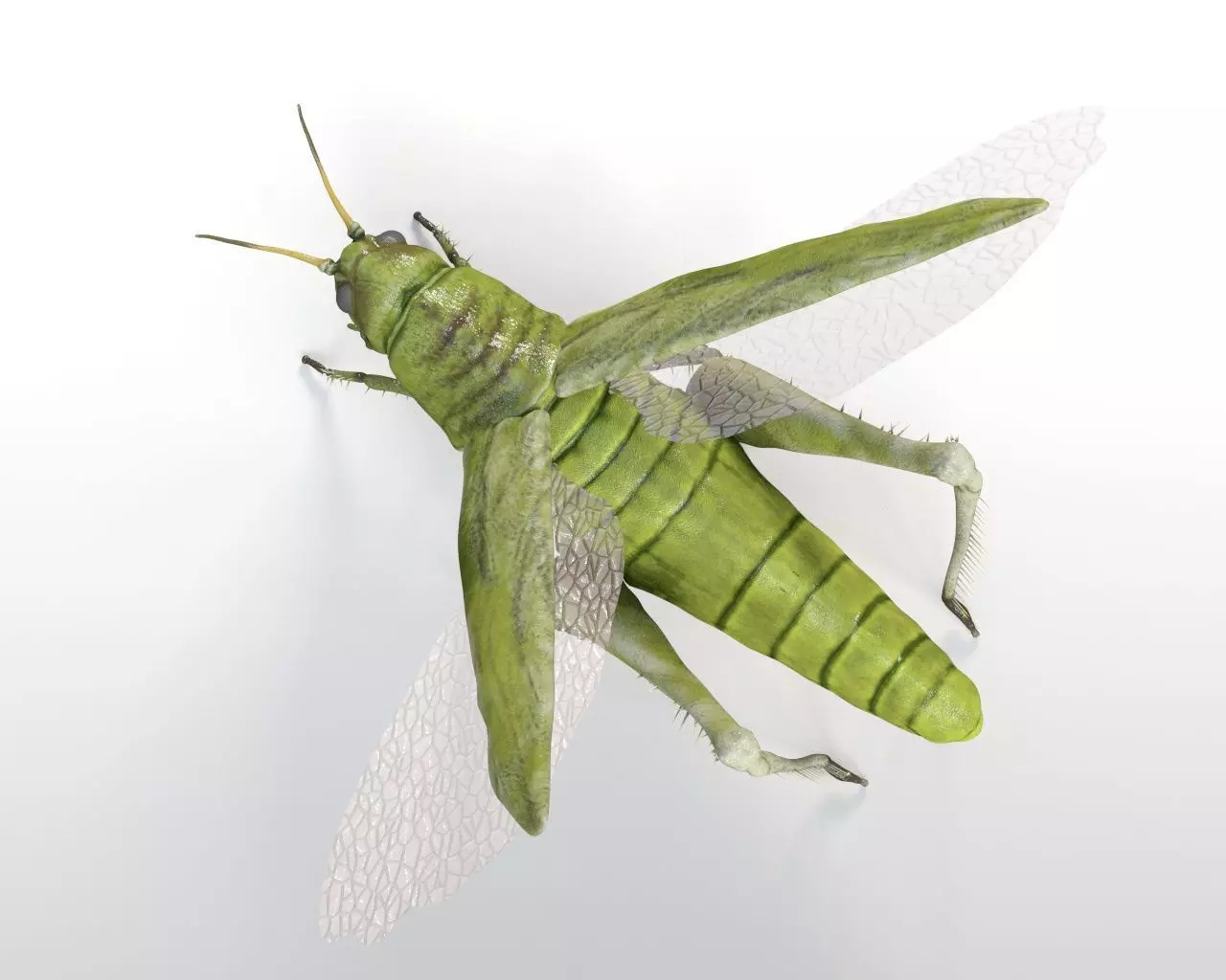Grasshopper insect Low-poly 3D model_2